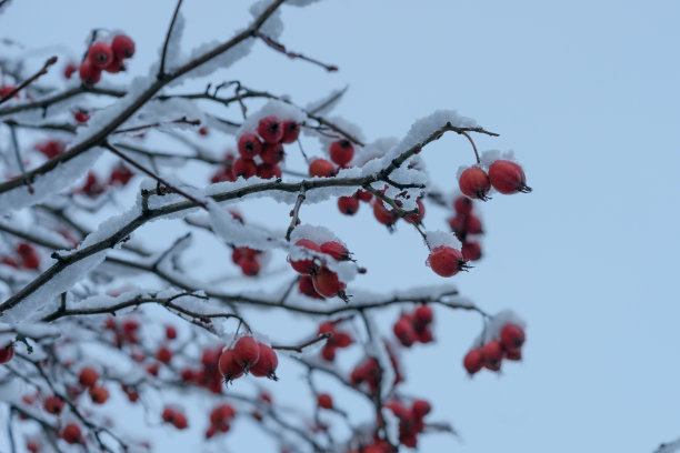 红果和白雪