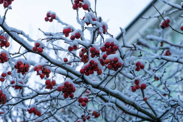 红果和白雪