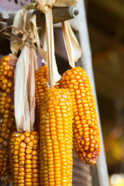 玉米棒子玉米地丰收的季节