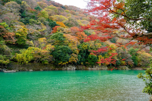 高清鸭素材