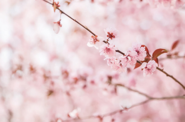 樱花飘逸