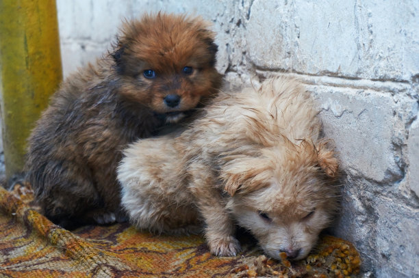 孤单狗犬小狗孤独寂寞