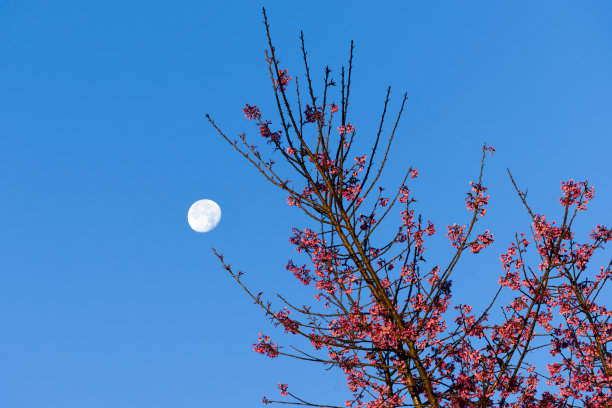 月下杏花