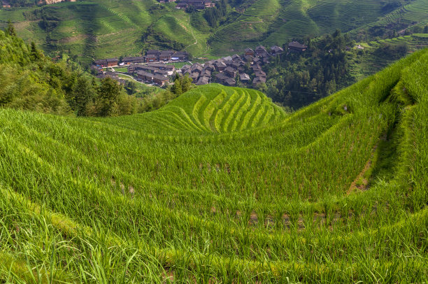 村庄和稻田