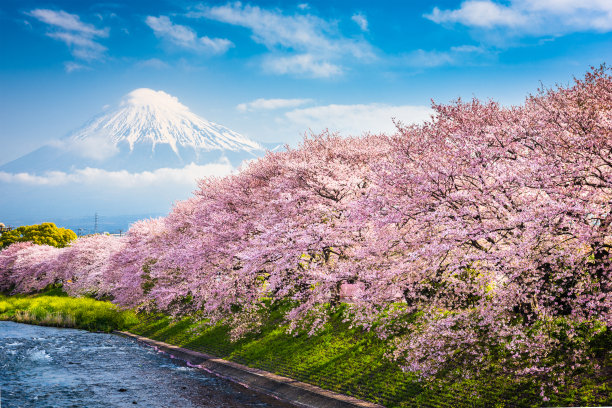 日本早樱