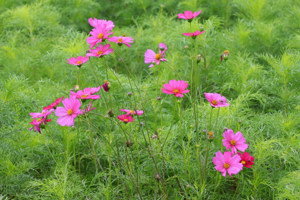 昆仑雪菊