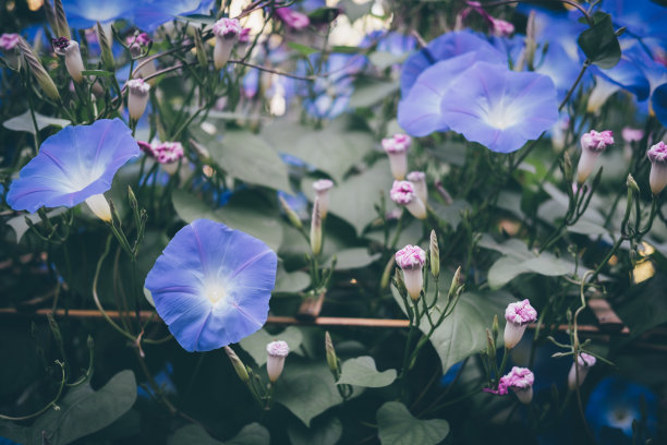 香山芋