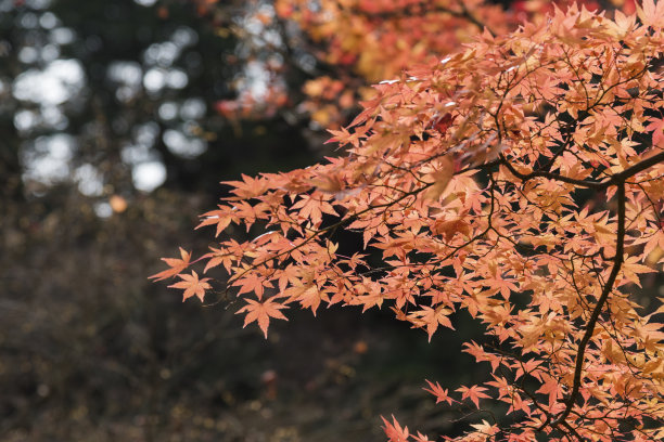 本州岛中部地区