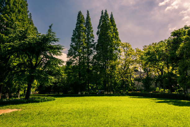 高尔夫草地