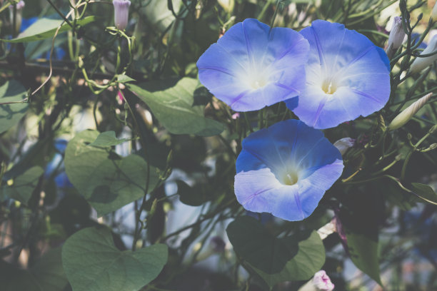 香山芋