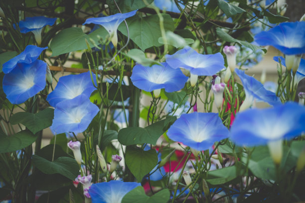 香山芋