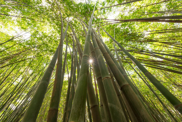 高草