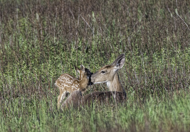 母鹿和小鹿