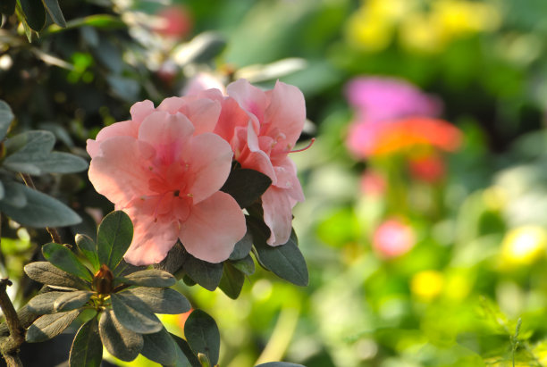 杜鹃花枝