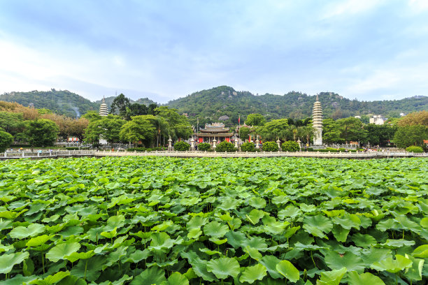 莲花高清