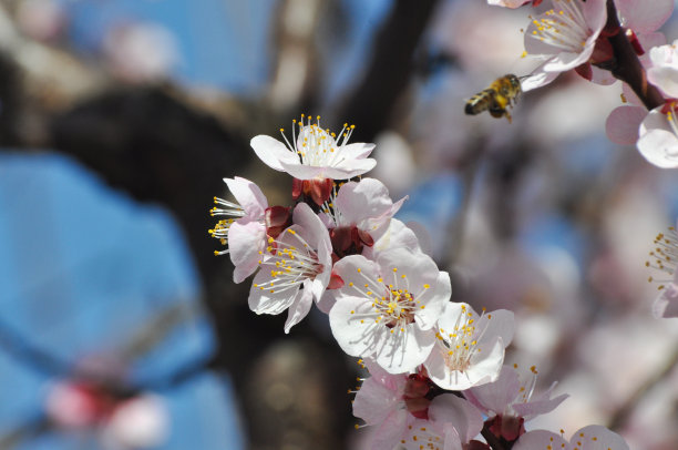 东白春芽