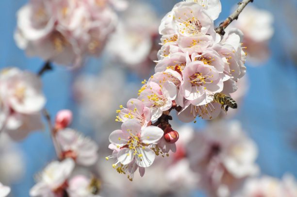 东白春芽