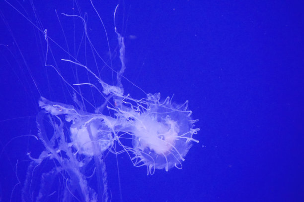海底世界水族馆水母摄影