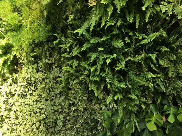 植物墙细节