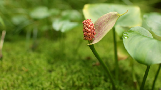 水草种子