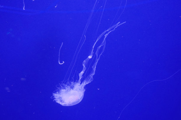 海底世界水族馆水母摄影