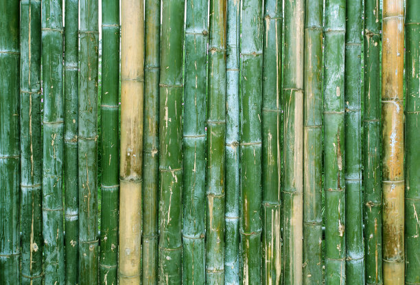 成排的竹子
