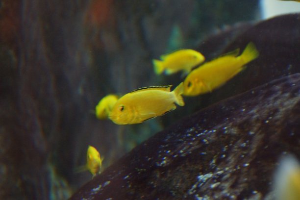 彩色的各种金鱼