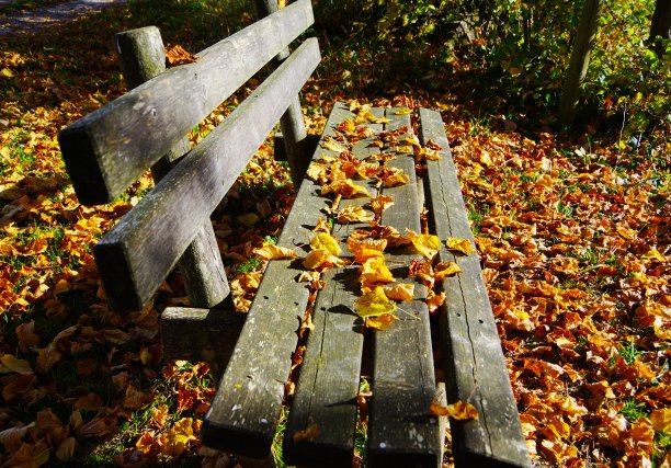 木板 落叶 秋天 枯叶