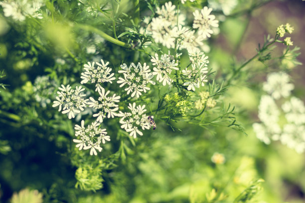 野生植物