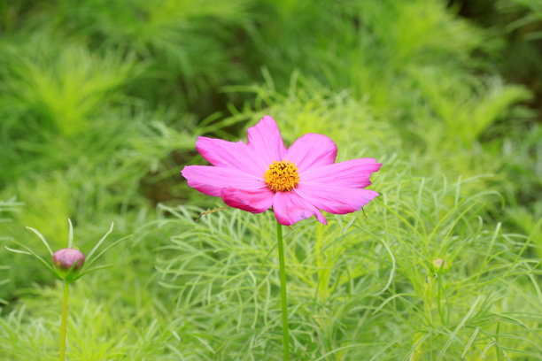 雪菊