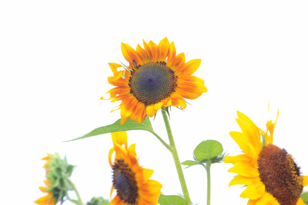 葵花向日葵种植