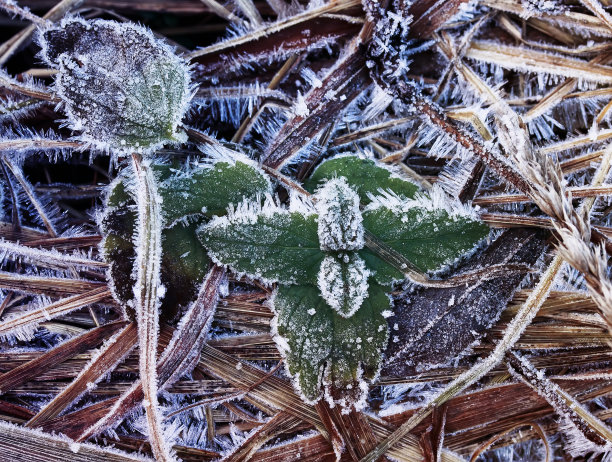 冰挂 水晶花