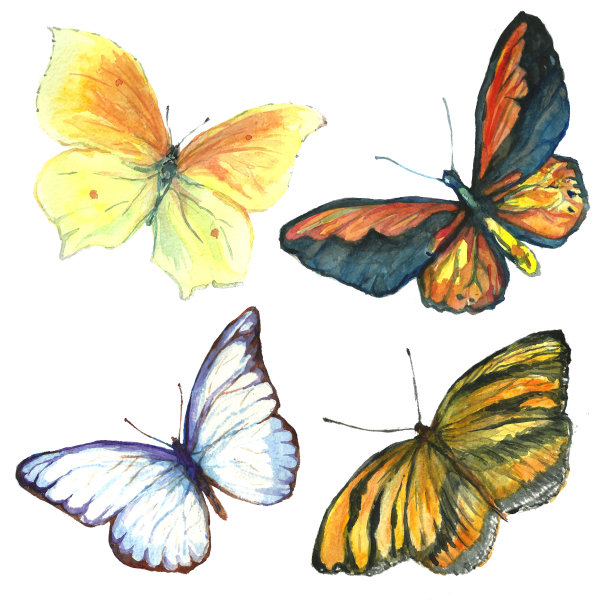 蝴蝶,水彩画,自然