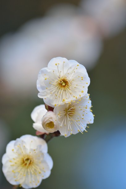 梅花小清新印花