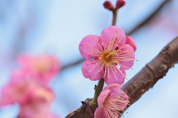 梅花小清新印花