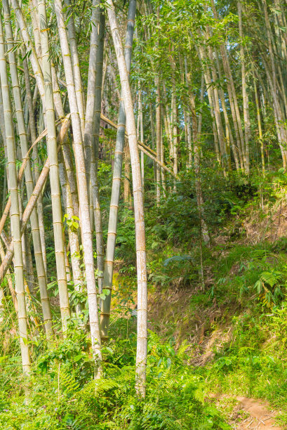 林间路 林间小道 竹林 竹子