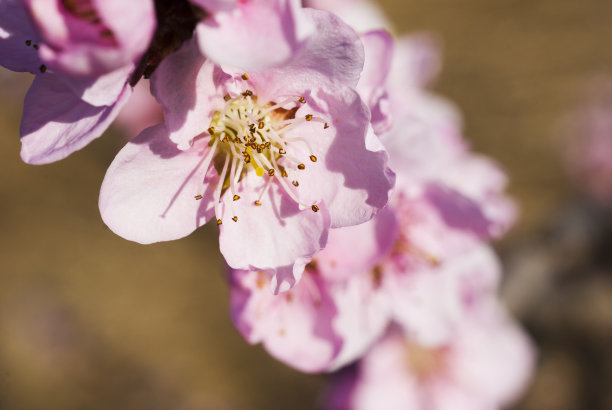 春季桃花素材