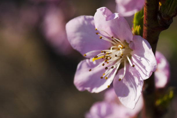 桃花素材桃花纹理