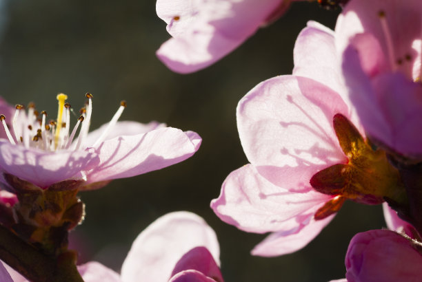 桃花素材桃花纹理