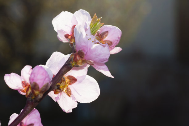 春季桃花素材