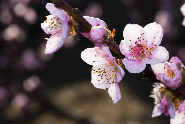 春季桃花素材