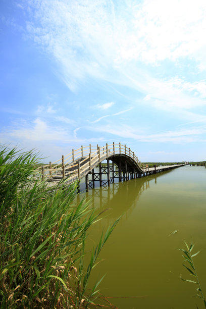 沼泽湿地