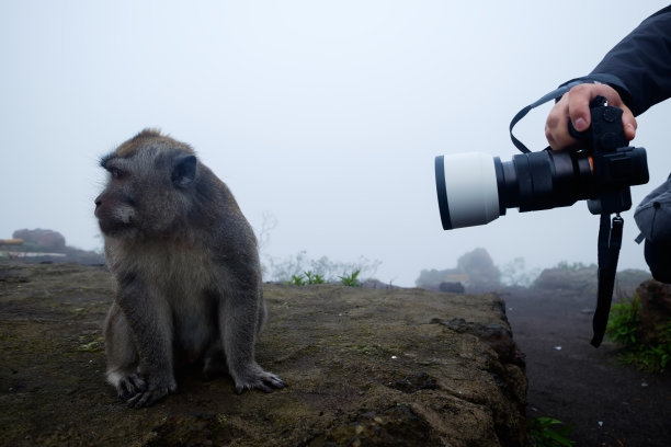 猴子的镜头