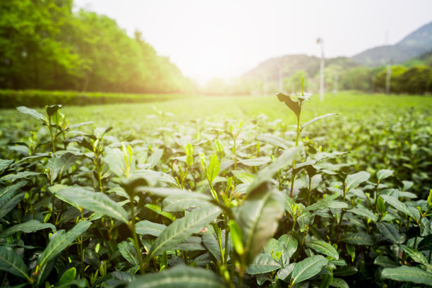 茶叶种植