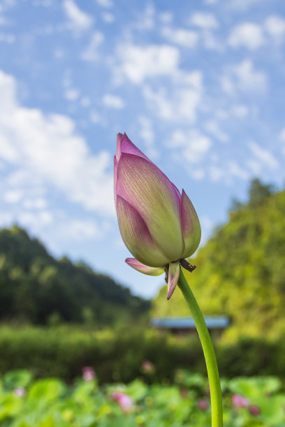 黄荷花