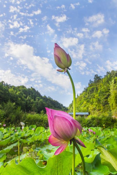 池塘春色