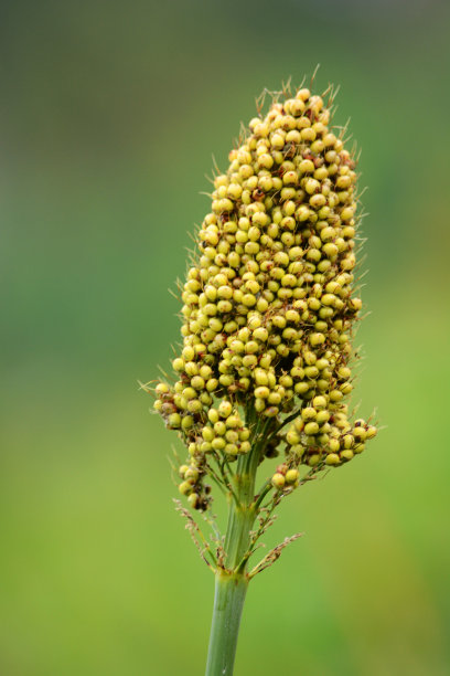 小米丰收季节