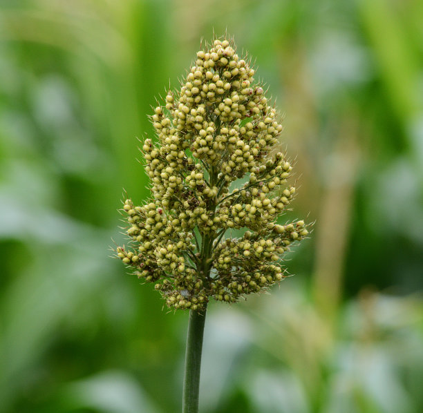 小米丰收季节