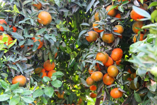 芦柑种植