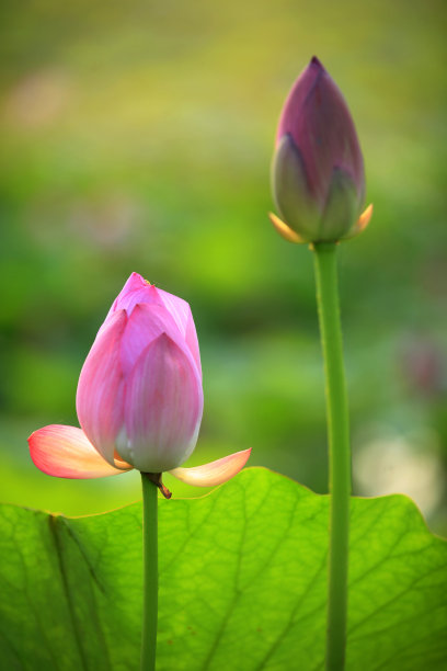 池塘中的莲花叶